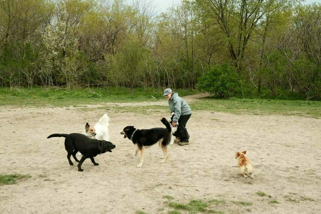 Etobicoke Valley Dog Park - 4 dogs playing in the main area