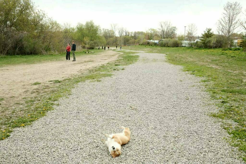 Etobicoke Valley Dog Park - main area with gravel