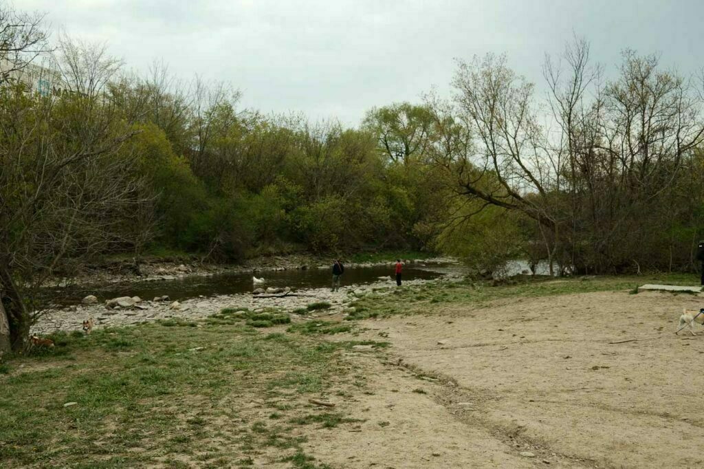Etobicoke Valley Dog Park - example of creek access within the dog park