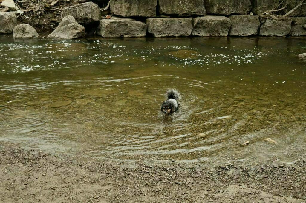 Etobicoke Valley Dog Park - Dog swimming in a deeper part of the creek