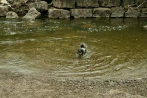 Etobicoke Valley Dog Park - Dog swimming in a deeper part of the creek