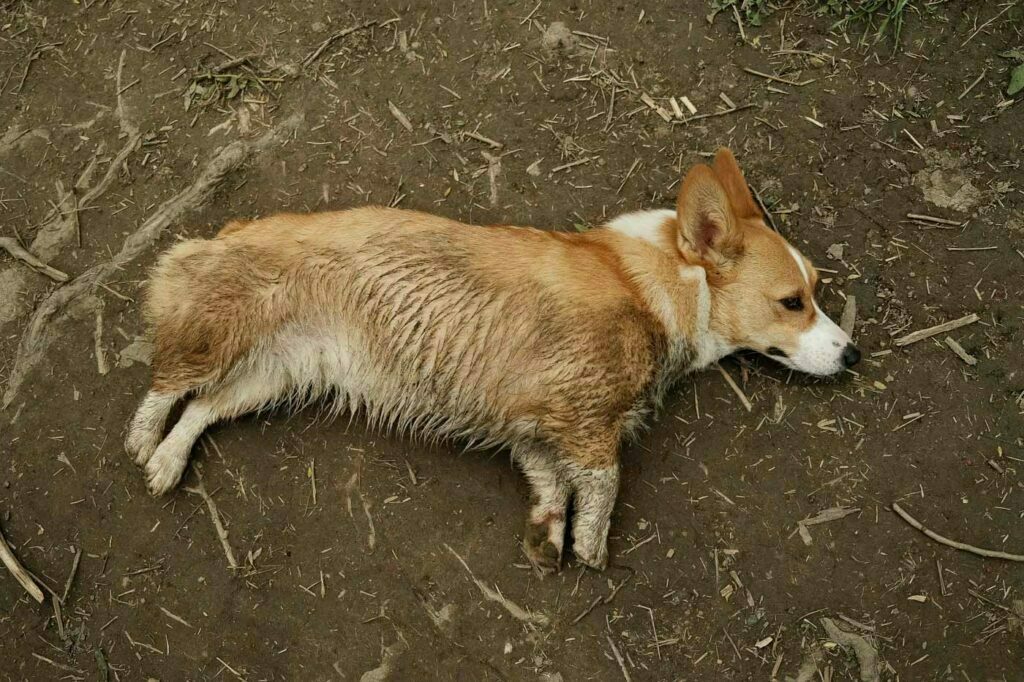 A very dirty corgi after a few hours at Etobicoke Valley Dog Park