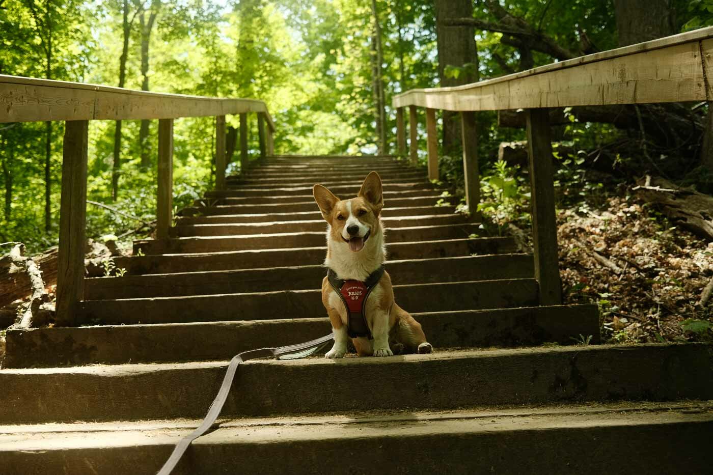 Dog-Friendly Guide to Bronte Creek Provincial Park