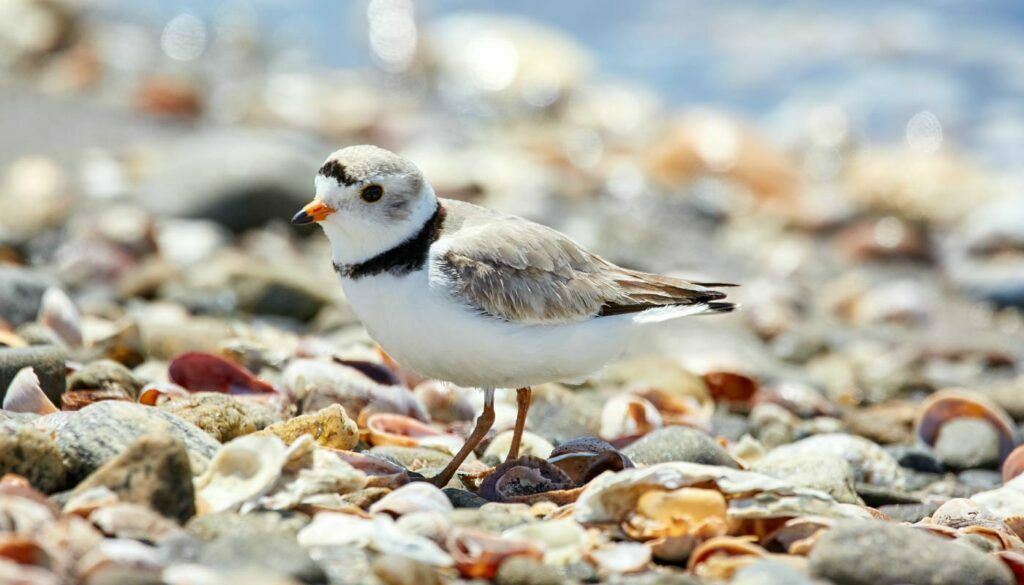 Piping Plover, a rare shorebird that nests on the shores of Lake Ontario during the spring at Darlington Park, an Ontario Provincial Park. Image taken by Mathew Schwartz in Connecticut from Unsplash