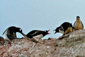 Penguins Arguing - Credit: Long Ma from Unsplash