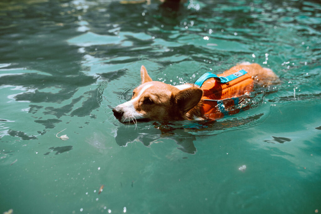 Corgi swimming with dog lifejacket