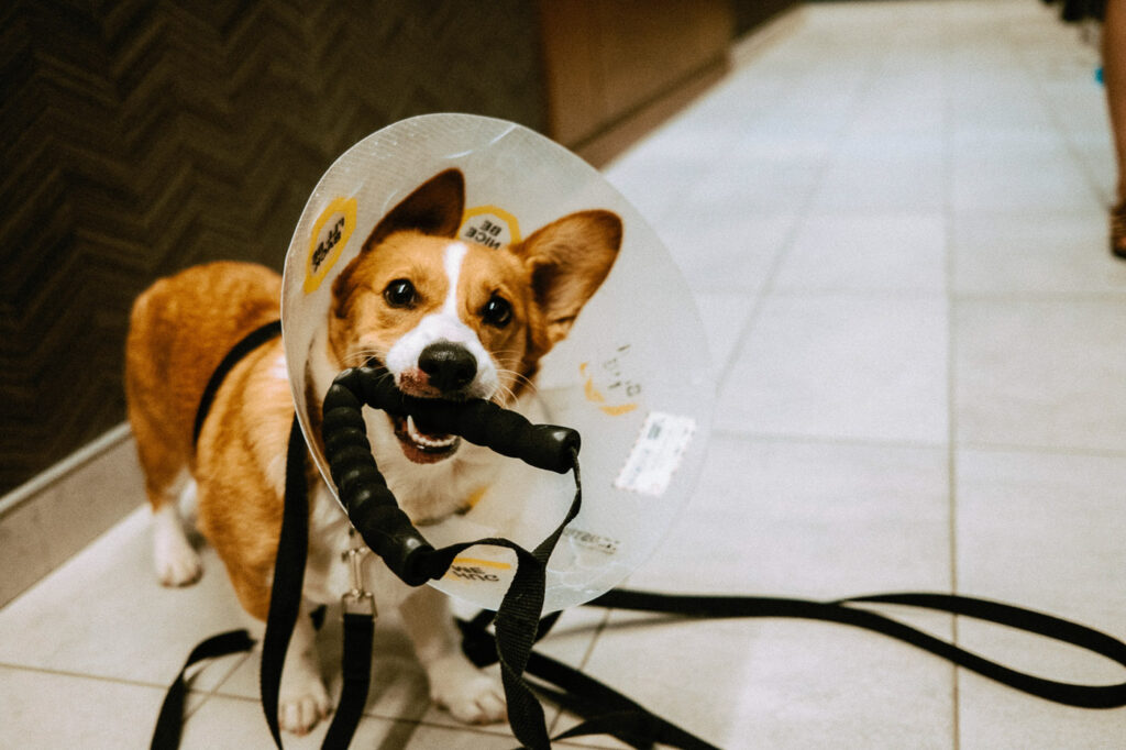 Corgi in a cone holding a long leash in mouth