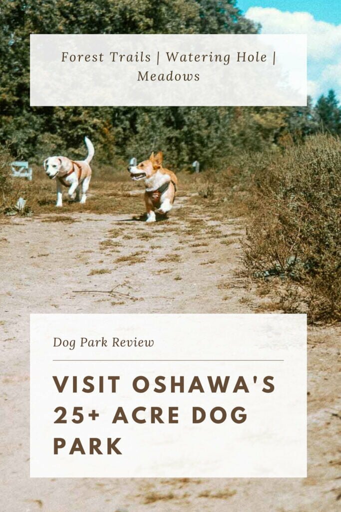 Beagle and Corgi running beside a meadow at an off-leash dog park in Oshawa. Harmony Valley Dog Park. Oshawa Dog Park