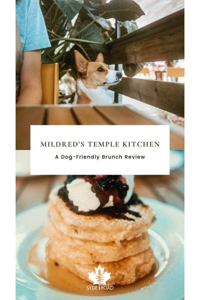 Top: Corgi standing up with head above the table watching something in the distance. Bottom: Stacked pancakes with blueberry compote - a specialty at Mildred's Temple Kitchen
