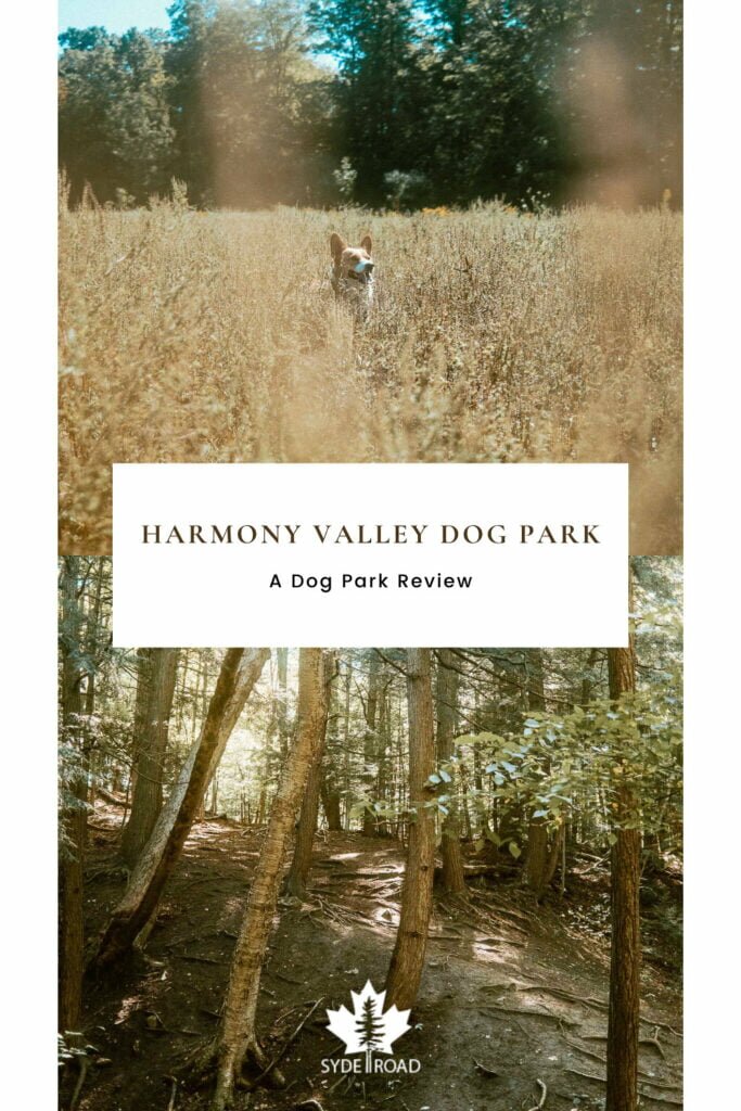 Top - Corgi smiling in a meadow. Bottom - Hardwood Forest Woodlot off-leash trail at Harmony Valley Dog Park