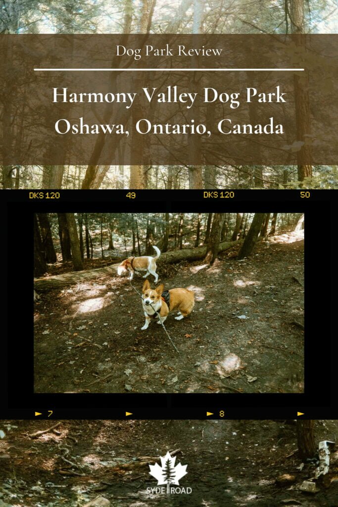 Corgi holding long branch with beagle sniffing the forest trails in the background