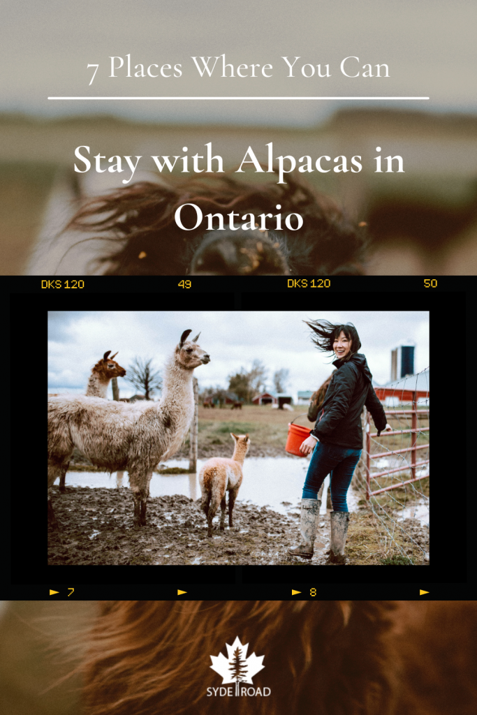 Film style photo of woman feeding a family of alpacas on a muddy farm. Background image is a close up of an alpaca. 