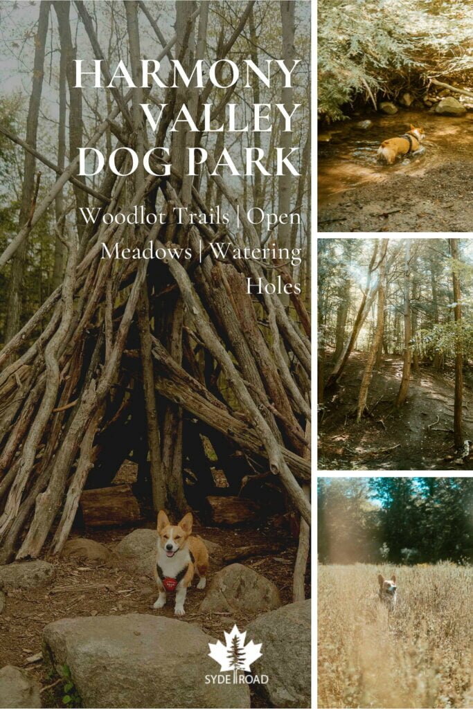 Left - Corgi standing in front of a stick shelter. Top-right - corgi in a watering hole. Middle-right - woodlot hardwood forest footpath Bottom-right - corgi smiling in a meadow