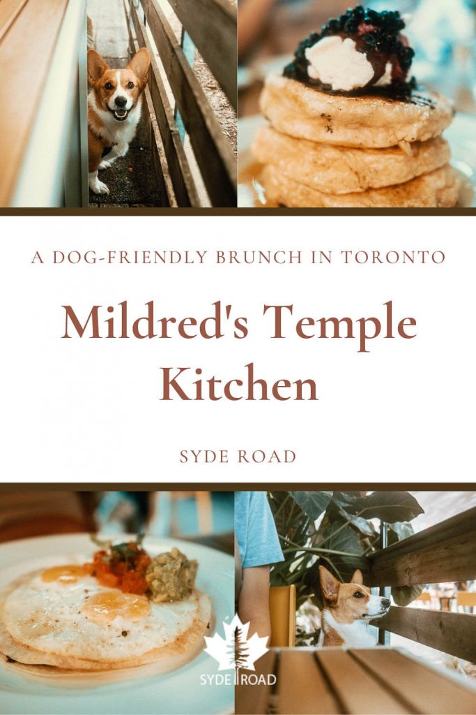 Top-Left: Smiling corgi between a table and wooden fence. Top-right: Stack of pancakes with whipped cream and wild blueberry compote - a specialty at the dog-friendly Mildred's Temple Kitchen in Toronto. Bottom-left: 2 sunny side up eggs on top of a flour tortilla with avocado, sour cream, and diced tomatoes. Bottom-right: upright corgi with head above table looking into the distance through a wooden fence.