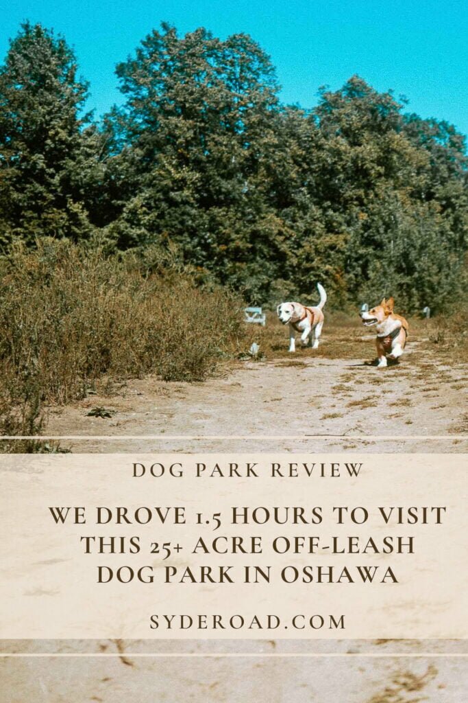 Beagle and Corgi running beside a meadow at an off-leash dog park in Oshawa. Harmony Valley Dog Park. Oshawa Dog Park