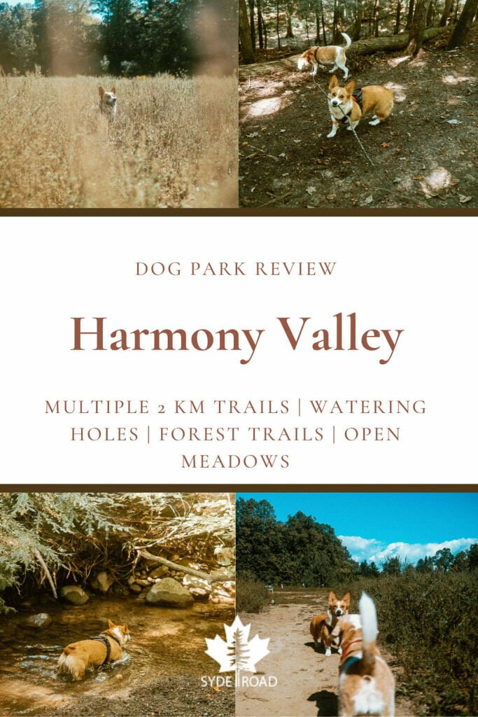 Top left- corgi smiling in a meadow. Top right - beagle sniffing forest trail in background. In front, corgi with long stick in mouth running forward. Bottom left - corgi wading in a watering hold. Bottom right. Beagle with tail up facing corgi on a dirt path beside a meadow at Harmony Valley Dog Park in Oshawa, Ontario, Canada