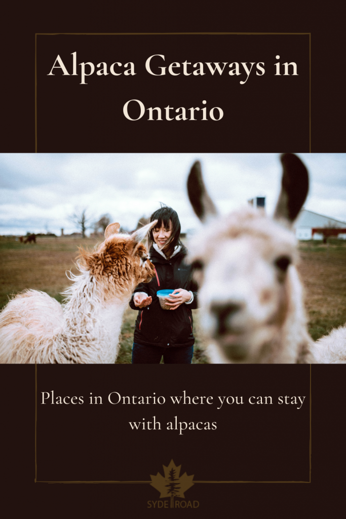Alpaca walking in front of a woman finding another alpaca on an Ontario Alpaca Farm