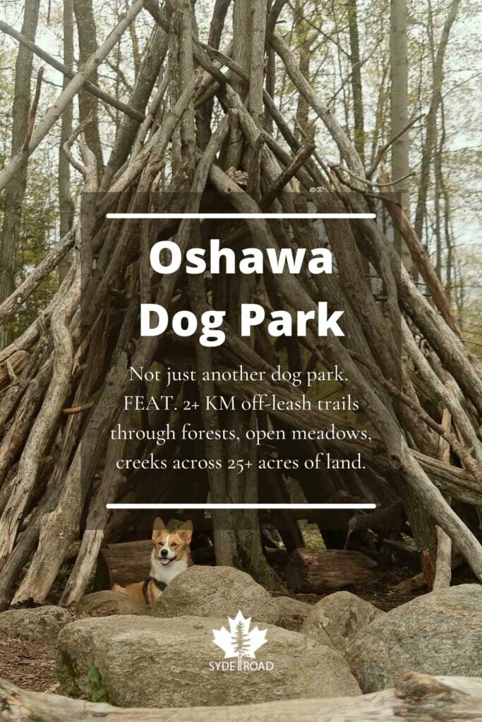 Corgi dog standing in front of wooden stick shelter at Oshawa Dog Park: Harmony Valley Off-Leash Dog Park