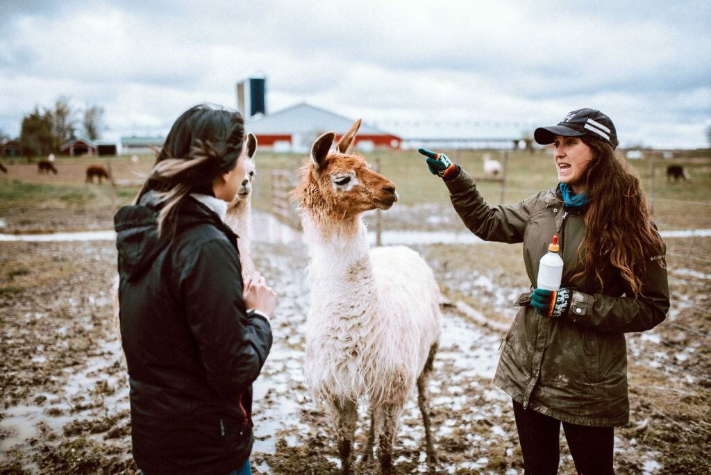 S.A.M.Y's private tour of the farm includes learning about how to take care of alpacas