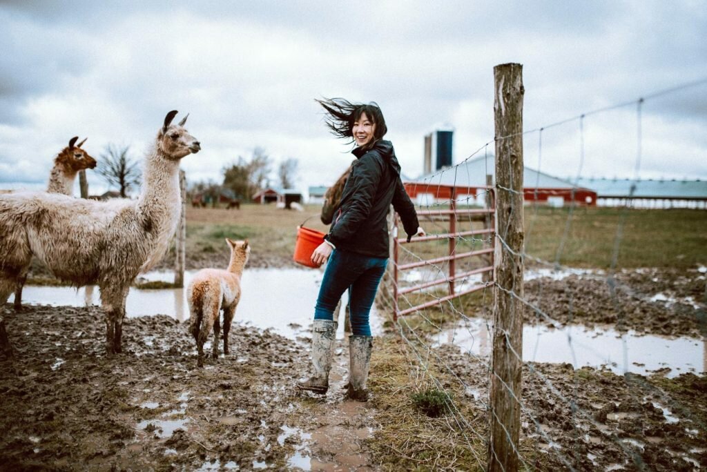 S.A.M.Y's alpaca walking tour - getting ready to feed the alpacas and llamas
