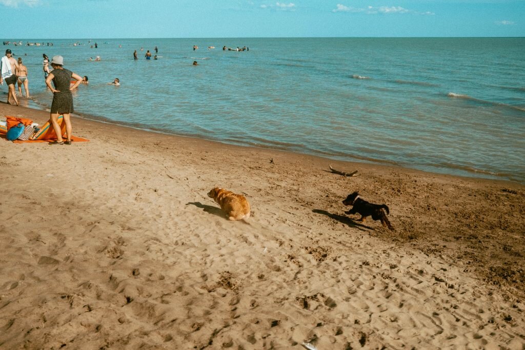 Two dogs running on the beach at Long Point Provincial Park Dog Beach