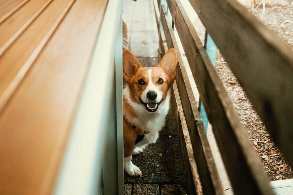 Corgi smiling at camera between a table and a wooden fence at Mildred's Temple Kitchen's Patio