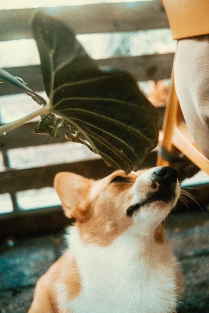 Corgi smelling a patio plant at Mildred's Temple Kitchen's Patio