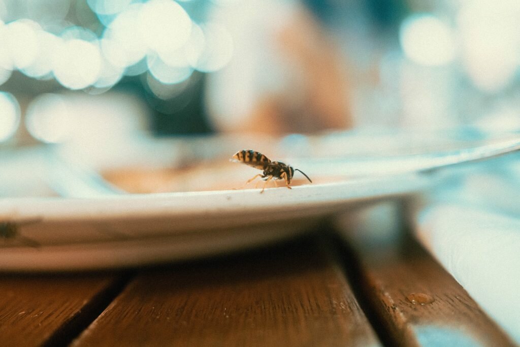 Wasp walking on a plate