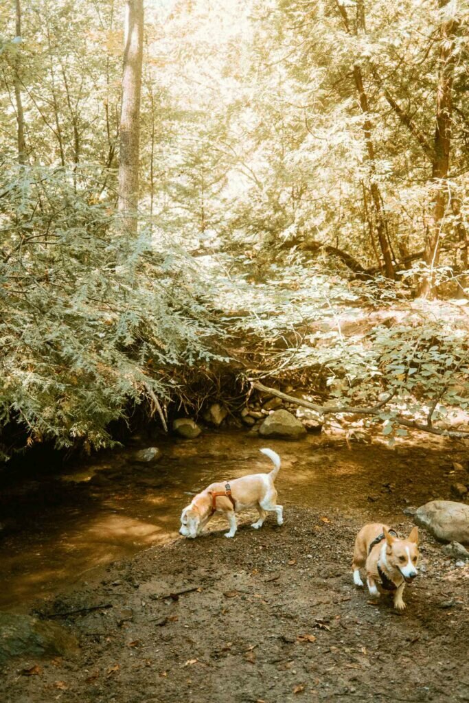 Beagle and corgi enjoying an of-leash walking trail at this Oshawa Dog Park - Harmony Valley Dog Park