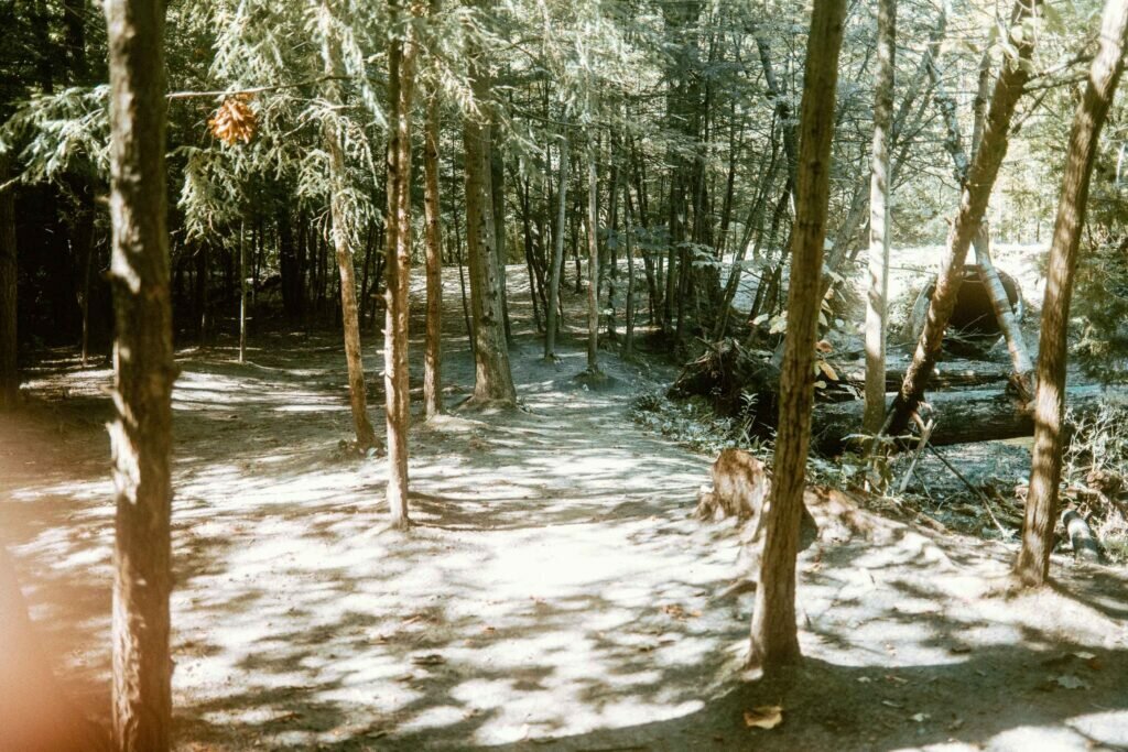 Mature hardwood woodlot at Harmony Valley Dog Park for off-leash dogs to enjoy