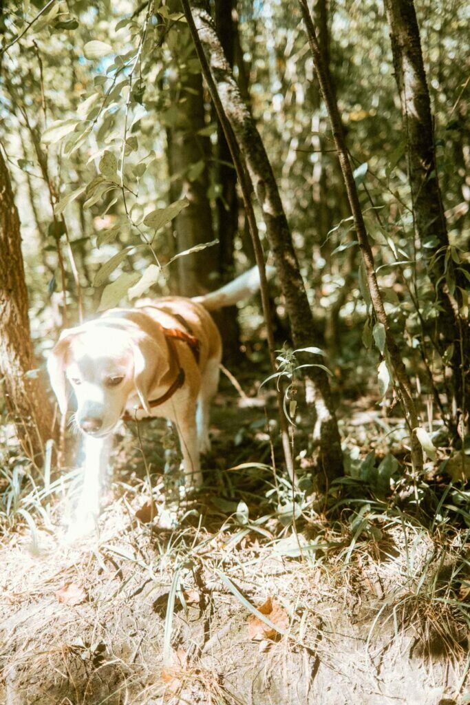 Beagle in the sunlight with forest in the background at Harmony Valley Dog Park