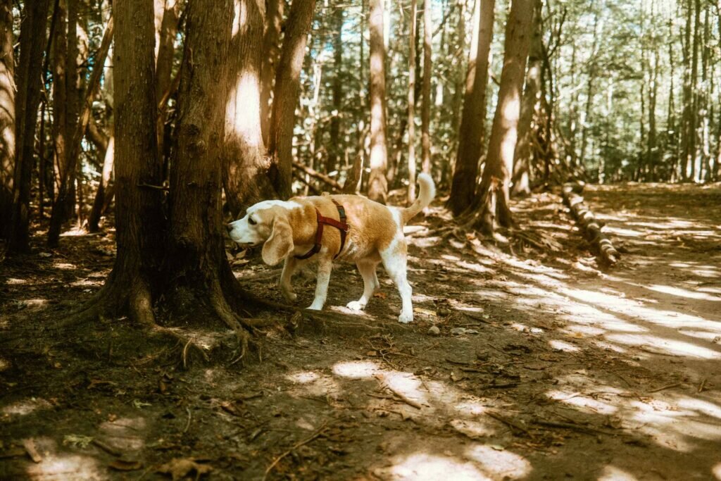 Beagle investigating more of the forested trails at the Harmony Valley Dog Park