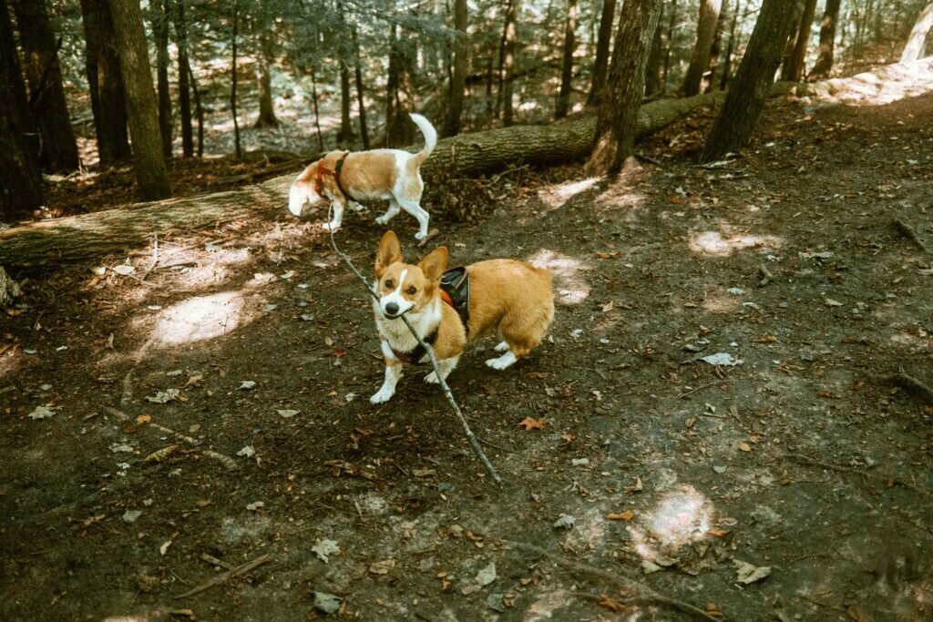 Beagle and Corgi running in the forest at Harmony Valley Off Leash Dog Park
