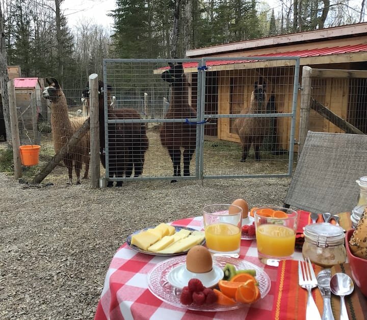 Forty Hills Ranch - gourmet breakfast with alpacas and llamas