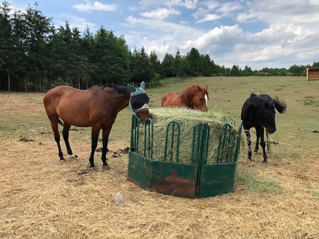 Humble Ranch - Horses on Property