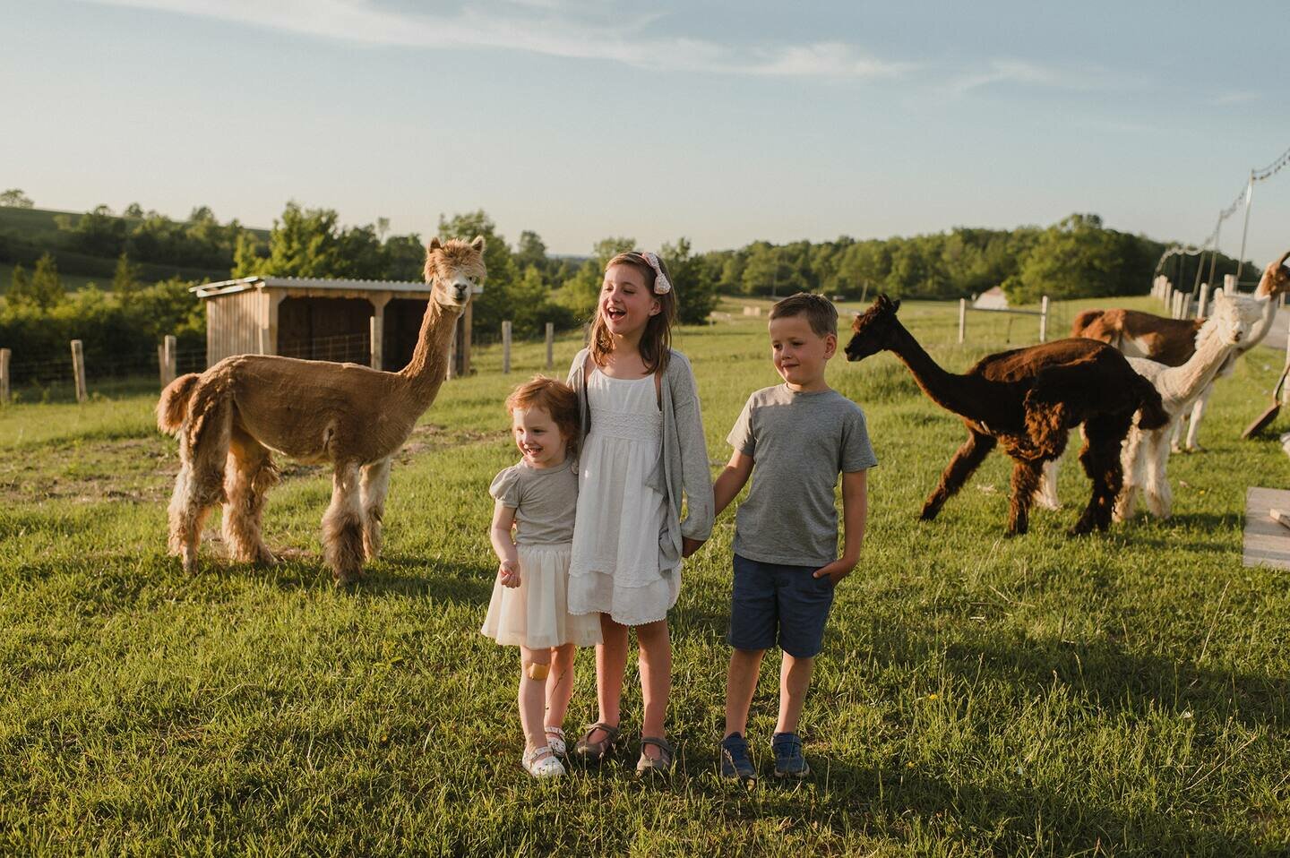 Millensmit Farmstay 3 children enjoying time with alpacas