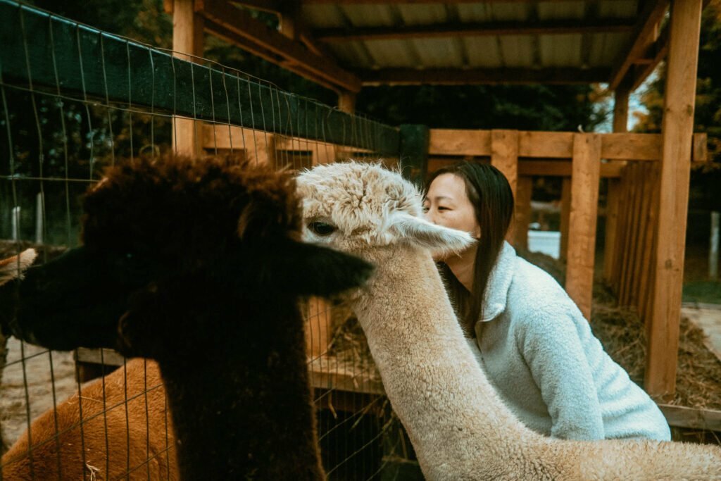 Our Unique Farm Stay at Haute Goat Farm - Alpaca Pen Sleepover Review Haute Goat offers a luxurious and unique farm stay experience for very reasonable mid-range prices. Let's take a look at what Haute Goat Alpaca Sleepover is like.