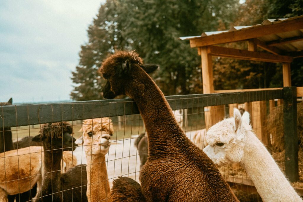 Our Unique Farm Stay at Haute Goat Farm - Alpaca Pen Sleepover Review Haute Goat offers a luxurious and unique farm stay experience for very reasonable mid-range prices. Let's take a look at what Haute Goat Alpaca Sleepover is like.