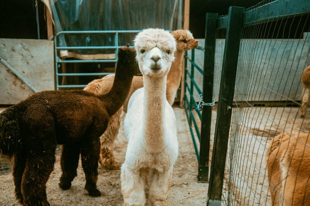Our Unique Farm Stay at Haute Goat Farm - Alpaca Pen Sleepover Review Haute Goat offers a luxurious and unique farm stay experience for very reasonable mid-range prices. Let's take a look at what Haute Goat Alpaca Sleepover is like.