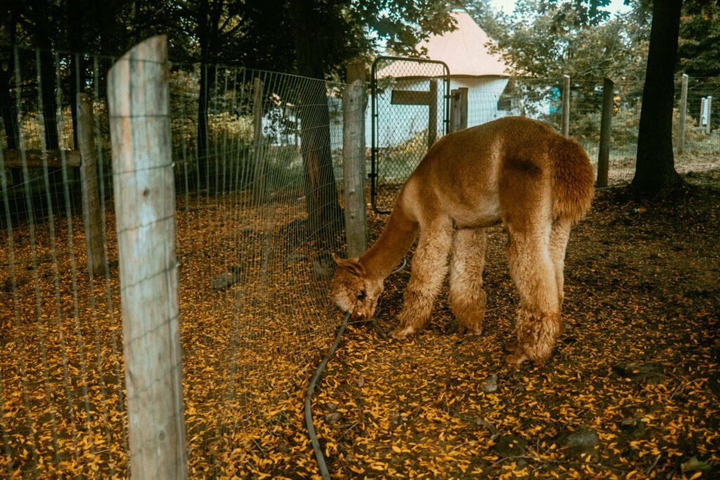 Our Unique Farm Stay at Haute Goat Farm - Alpaca Pen Sleepover Review Haute Goat offers a luxurious and unique farm stay experience for very reasonable mid-range prices. Let's take a look at what Haute Goat Alpaca Sleepover is like.