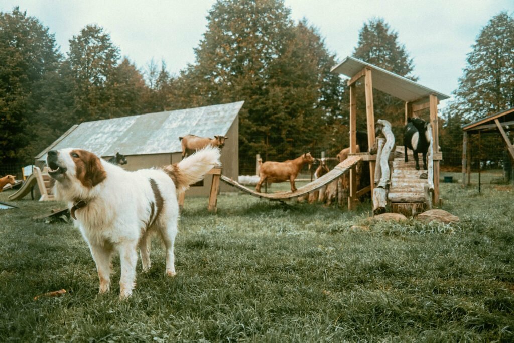 Our Unique Farm Stay at Haute Goat Farm - Alpaca Pen Sleepover Review Haute Goat offers a luxurious and unique farm stay experience for very reasonable mid-range prices. Let's take a look at what Haute Goat Alpaca Sleepover is like.