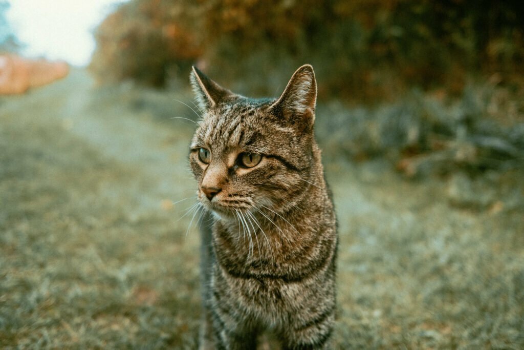The barn cat JeffandSue at Haute Goat
