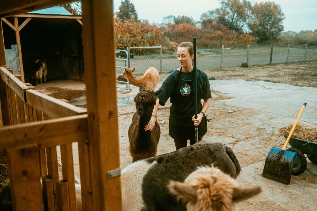 Our Unique Farm Stay at Haute Goat Farm - Alpaca Pen Sleepover Review Haute Goat offers a luxurious and unique farm stay experience for very reasonable mid-range prices. Let's take a look at what Haute Goat Alpaca Sleepover is like.