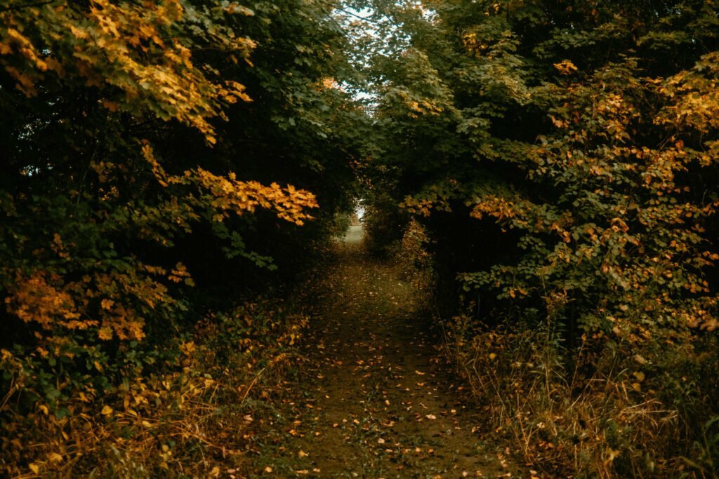 Walking Trails during the fall at Haute Goat Farm