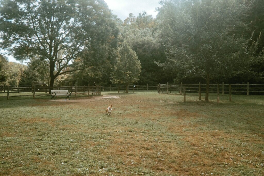 Corgi in the background on the empty northwest side of Earl Bales Dog Park