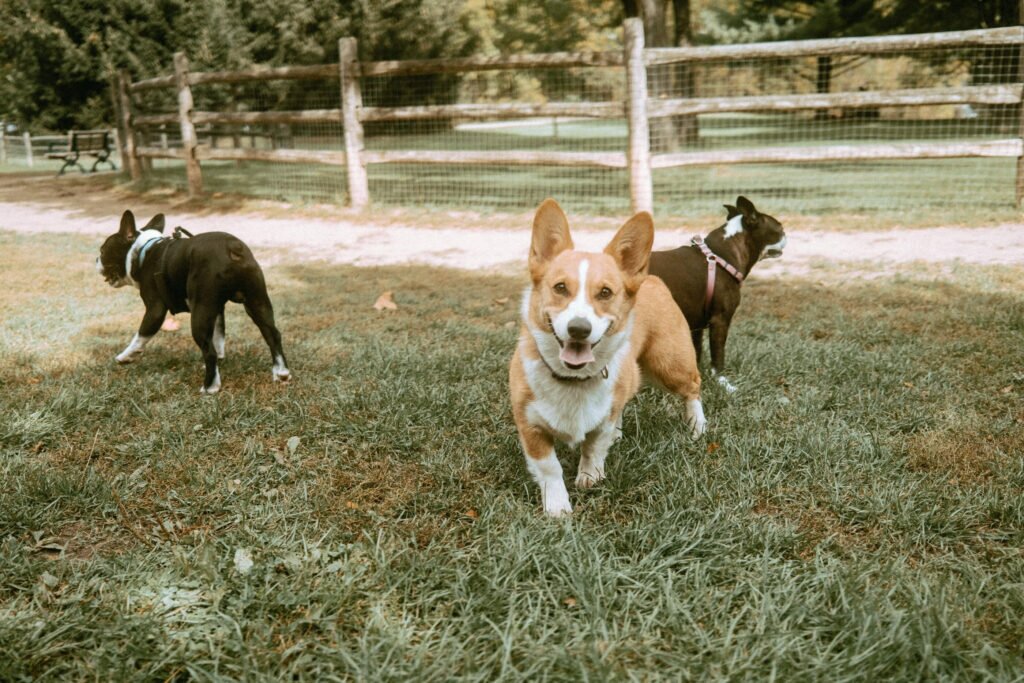 Corgi and two Boston Terriers at Earl Bales Dog Park