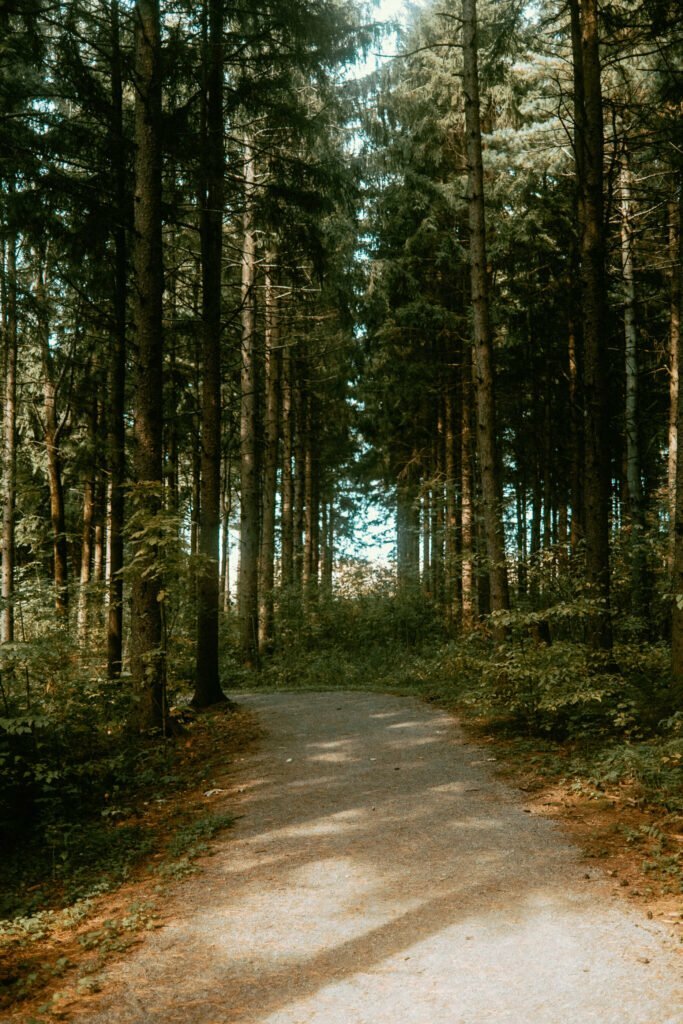 Forest Trail in one of Guess Where Trip's Itinerary - Outdoor Adventures & Scenic Roads