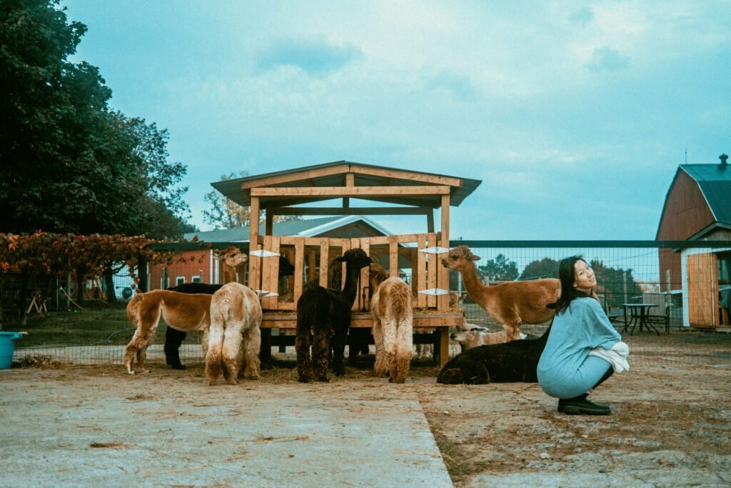 Our Unique Farm Stay at Haute Goat Farm - Alpaca Pen Sleepover Review Haute Goat offers a luxurious and unique farm stay experience for very reasonable mid-range prices. Let's take a look at what Haute Goat Alpaca Sleepover is like.