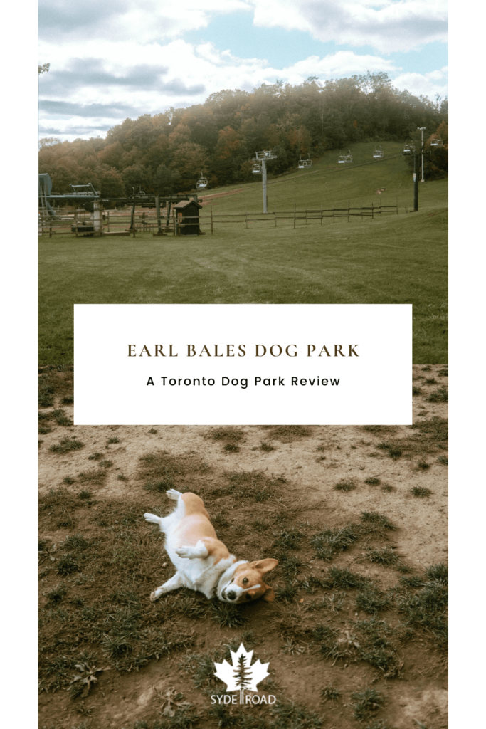 Top: Earl Bales ski hill and chairlift during the summer - image taken for SYDE Road Earl Bales Dog Park Review. Bottom: Limone laying on the ground at Earl Bales dog park