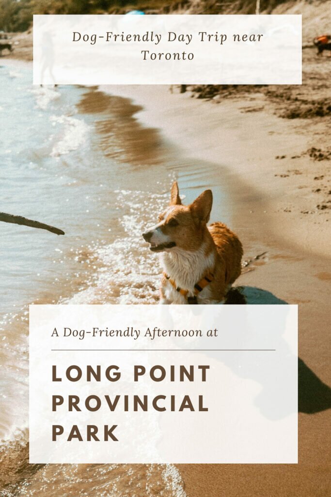 Corgi running on the shoreline of Lake Erie at Long Point Provincial Park. The dog is getting ready to chase after a stick in a person's hand